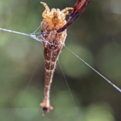 Arachnura higginsi at ANBG - 14 Feb 2024 09:45 AM