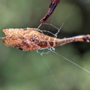 Arachnura higginsi at ANBG - 14 Feb 2024 09:45 AM