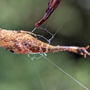 Arachnura higginsi at ANBG - 14 Feb 2024