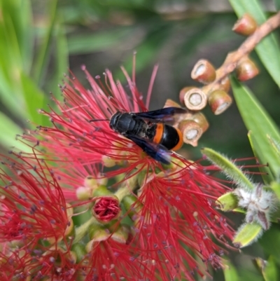 Hyleoides concinna (Wasp-mimic bee) at Holder, ACT - 19 Feb 2024 by Miranda