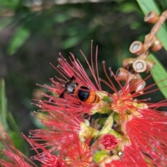 Hyleoides concinna at Holder, ACT - 19 Feb 2024