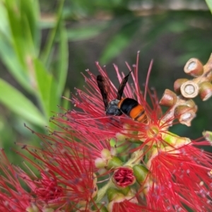 Hyleoides concinna at Holder, ACT - 19 Feb 2024