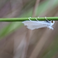 Tipanaea patulella (A Crambid moth) at ANBG - 13 Feb 2024 by Miranda