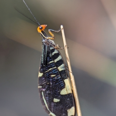 Porismus strigatus (Pied Lacewing) at Tidbinbilla Nature Reserve - 18 Feb 2024 by Miranda