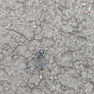 Myrmecia tarsata at Tidbinbilla Nature Reserve - 18 Feb 2024