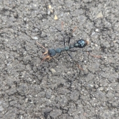 Myrmecia tarsata at Tidbinbilla Nature Reserve - 18 Feb 2024