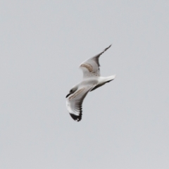 Chroicocephalus novaehollandiae (Silver Gull) at Michelago, NSW - 26 Dec 2021 by Illilanga