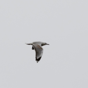 Chroicocephalus novaehollandiae at Illilanga & Baroona - 27 Dec 2021 08:58 AM