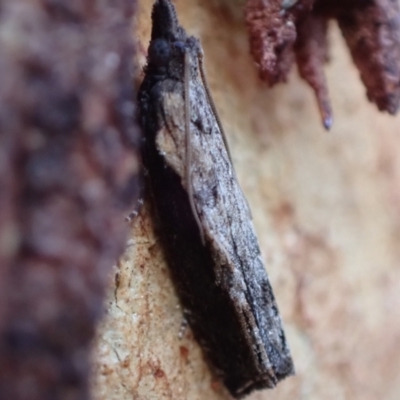 Strepsicrates infensa (an Olethreutine moth) at Murrumbateman, NSW - 20 Feb 2024 by SimoneC