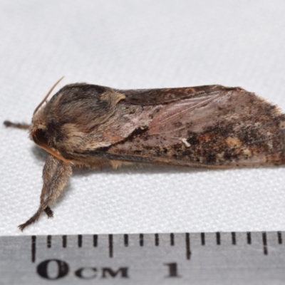 Elhamma australasiae (A Swift or Ghost moth (Hepialidae)) at QPRC LGA - 20 Feb 2024 by DianneClarke