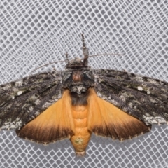 Neola semiaurata (Wattle Notodontid Moth) at QPRC LGA - 20 Feb 2024 by DianneClarke