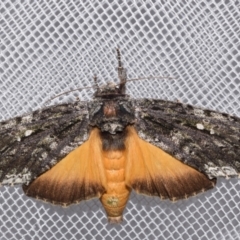 Neola semiaurata (Wattle Notodontid Moth) at QPRC LGA - 20 Feb 2024 by DianneClarke