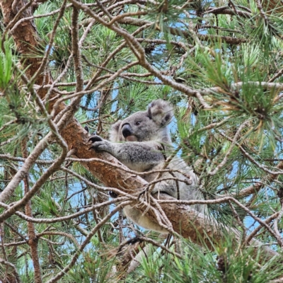 Phascolarctos cinereus (Koala) at Armidale, NSW - 20 Feb 2024 by Csteele4