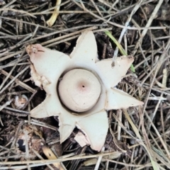 Geastrum sp. (Geastrum sp.) at Braidwood, NSW - 20 Feb 2024 by MatthewFrawley