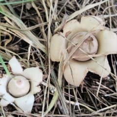 Geastrum sp. at QPRC LGA - 20 Feb 2024 05:31 PM