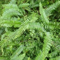 Pellaea falcata (Sickle Fern) at Moollattoo, NSW - 19 Feb 2024 by plants