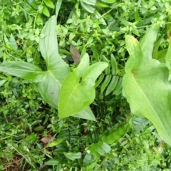 Typhonium eliosurum at Moollattoo, NSW - 19 Feb 2024 by plants