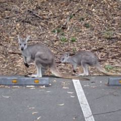 Osphranter robustus robustus (Eastern Wallaroo) at Moollattoo, NSW - 19 Feb 2024 by plants