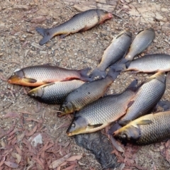 Cyprinus carpio (Common Carp) at Moollattoo, NSW - 19 Feb 2024 by plants