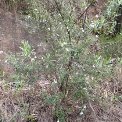 Prostanthera tallowa (A mint bush) at Moollattoo, NSW - 19 Feb 2024 by plants