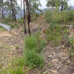 Prostanthera tallowa (A mint bush) at Moollattoo, NSW - 19 Feb 2024 by plants