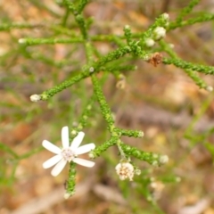 Olearia ramosissima at Moollattoo, NSW - 19 Feb 2024 by plants