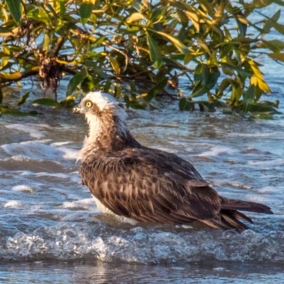 Pandion haliaetus (Osprey) at Slade Point, QLD - 26 Aug 2020 by Petesteamer