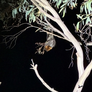 Pteropus poliocephalus at Illilanga & Baroona - 24 Jan 2024