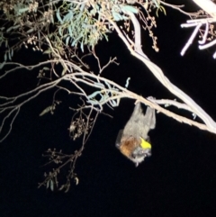 Pteropus poliocephalus at Illilanga & Baroona - 24 Jan 2024 10:52 PM