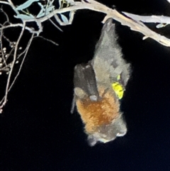 Pteropus poliocephalus at Illilanga & Baroona - 24 Jan 2024 10:52 PM