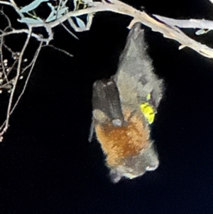 Pteropus poliocephalus at Illilanga & Baroona - 24 Jan 2024 10:52 PM