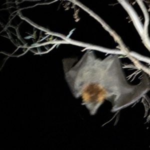 Pteropus poliocephalus at Illilanga & Baroona - 24 Jan 2024 10:52 PM