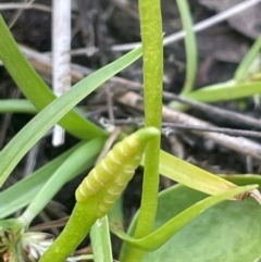 Ophioglossum lusitanicum (Adder's Tongue) at Mt Holland - 19 Feb 2024 by JaneR