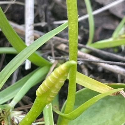 Ophioglossum lusitanicum (Adder's Tongue) at Mt Holland - 19 Feb 2024 by JaneR