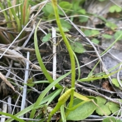 Ophioglossum lusitanicum at Mt Holland - 19 Feb 2024 03:24 PM