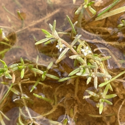 Crassula helmsii (Swamp Stonecrop) at Mt Holland - 19 Feb 2024 by JaneR