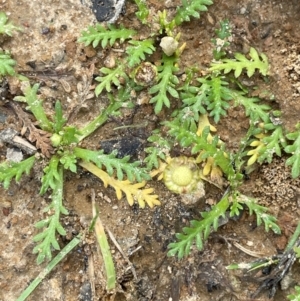 Cotula alpina at Mt Holland - 19 Feb 2024