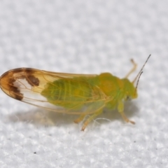 Psyllidae sp. (family) at QPRC LGA - suppressed