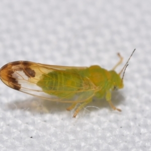 Psyllidae sp. (family) at QPRC LGA - suppressed