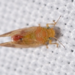 Psyllidae sp. (family) (Unidentified psyllid or lerp insect) at QPRC LGA - 19 Feb 2024 by DianneClarke