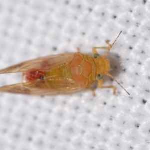 Psyllidae sp. (family) at QPRC LGA - 19 Feb 2024