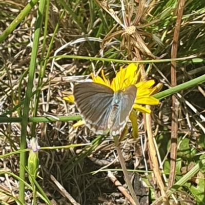 Zizina otis (Common Grass-Blue) at Lawson, ACT - 8 Feb 2024 by EmmaCollins