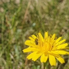 Lasioglossum (Homalictus) sp. (genus & subgenus) (Furrow Bee) at Dawn Crescent Grassland (DCG) - 8 Feb 2024 by EmmaCollins