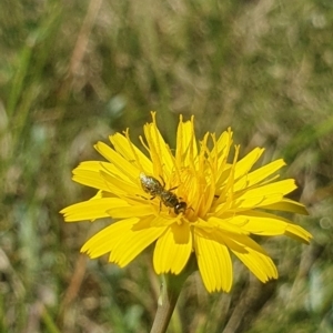 Lasioglossum (Homalictus) sp. (genus & subgenus) at Dawn Crescent Grassland (DCG) - 9 Feb 2024 10:30 AM