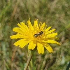 Lasioglossum (Homalictus) sp. (genus & subgenus) at Dawn Crescent Grassland (DCG) - 9 Feb 2024 10:30 AM