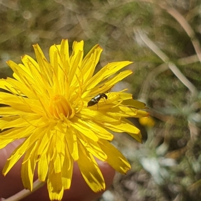 Dasytinae (subfamily) (Soft-winged flower beetle) at Dawn Crescent Grassland (DCG) - 8 Feb 2024 by EmmaCollins