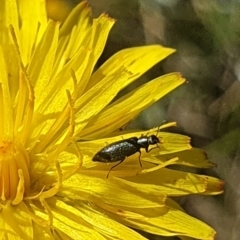 Dasytinae (subfamily) at Dawn Crescent Grassland (DCG) - 9 Feb 2024 10:31 AM