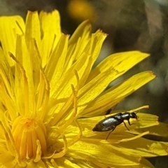 Dasytinae (subfamily) at Dawn Crescent Grassland (DCG) - 9 Feb 2024 10:31 AM