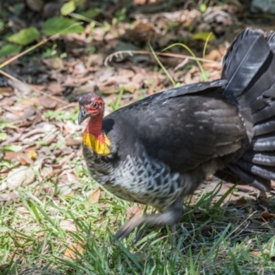 Alectura lathami (Australian Brush-turkey) at Slade Point, QLD - 27 Jul 2020 by Petesteamer