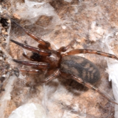 Intruda signata (Ground spider) at Dryandra St Woodland - 7 Feb 2024 by DianneClarke